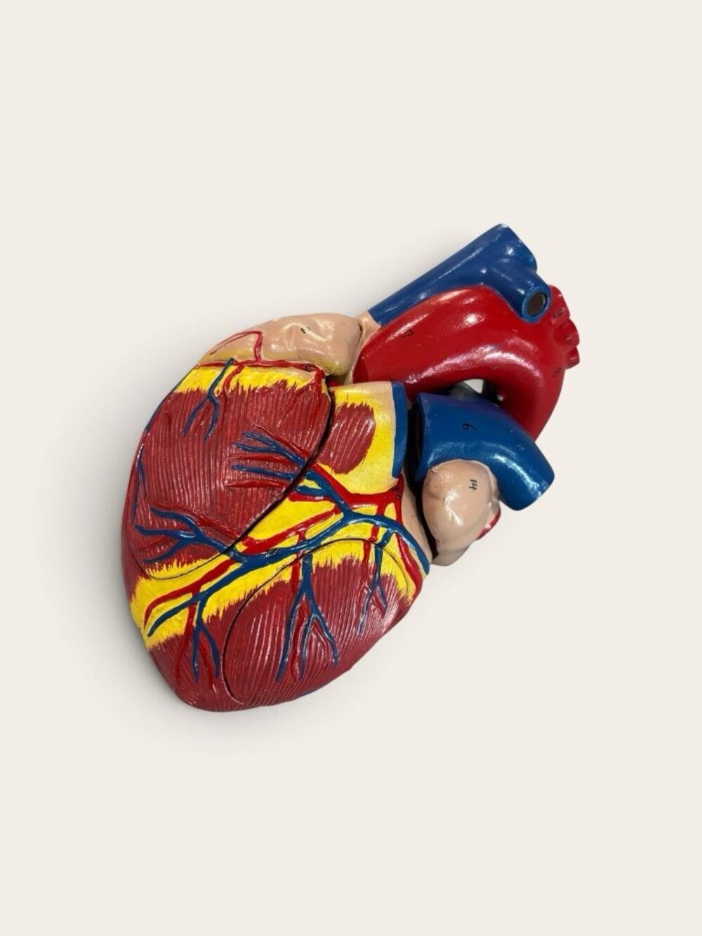 Scientific 3D Model 4 Part Puzzle of the human heart Educational Homeschool